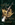 Cover Eine Krone aus Stroh und Gold